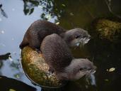 otter-mammal-clawed-otter-1096988.jpg