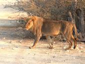 lion-safari-etosha-national-park-517949.jpg