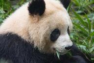 bear-panda-black-and-white-animals-631059.jpg