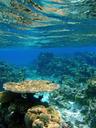 fiji-reef-coral-tropical-ocean-616070.jpg