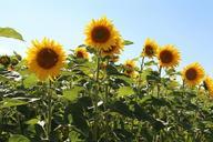 sunflowers-agriculture-france-887478.jpg