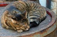 cat-tabby-brown-stripy-barrel-13799.jpg