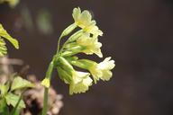 buttercup-flower-yellow-spring-1198077.jpg