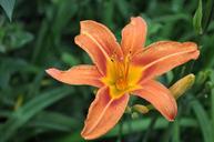 lily-flower-orange-floral-bloom-640019.jpg