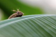 caterpillar-butterfly-caterpillar-1558244.jpg