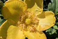 flower-yellow-stamens-pollen-881677.jpg