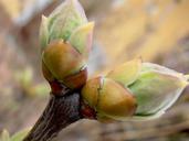 green-branch-spring-nature-tree-615075.jpg