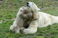 polar-bear-female-cub-animal-560215.jpg