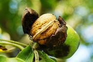 nuts-fall-harvest-maturity-walnut-452150.jpg