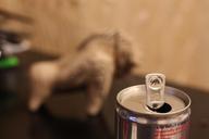 red-bull-can-drink-strength-565614.jpg