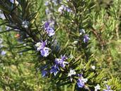 rosemary-spring-flowers-herb-688771.jpg