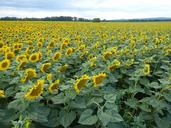 sunflower-flower-yellow-the-sun-1605445.jpg