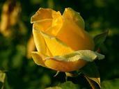 Yellow rose macro close up.jpg