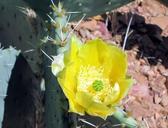 cactus-flower-desert-bloom-thorn-1341971.jpg