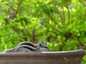 squirrel-outdoors-close-up-rodent-299654.jpg