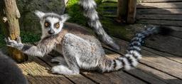 lemur-adorable-park-nature-animal-459611.jpg