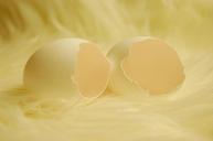 egg-eggshell-open-chicken-eggs-385846.jpg