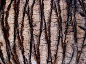 trunk-bark-textured-pattern-316686.jpg