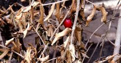 still-lifes-dry-twigs-dry-twigs-228784.jpg