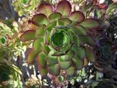 rosette-plant-ornamental-plant-374531.jpg