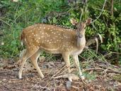 deer-nature-wild-forest-183744.jpg