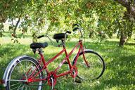 tandem-bike-bicycle-apple-orchard-905067.jpg