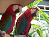 parrots-colour-tropical-animal-727090.jpg