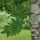 rowan-sorbus-deciduous-tree-tree-143668.jpg