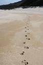 footprints-beach-tracks-walking-315852.jpg