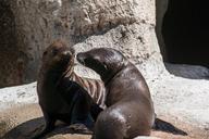 sea-lion-pup-baby-wildlife-young-1616967.jpg