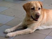 labrador-dog-sad-retriever-animal-1182278.jpg