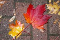 autumn-leaves-nature-wet-991028.jpg