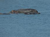 south-africa-hippo-water-child-1001513.jpg