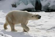 polar-bear-zoo-snow-white-mammal-640895.jpg