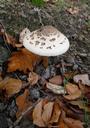 mushroom-autumn-forest-grassland-72883.jpg