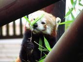 red-panda-red-panda-eating-sitting-708038.jpg