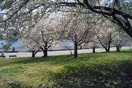 cherry-blossoms-flowers-cherry-217611.jpg