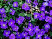 ground-cover-blue-pillow-flowers-331662.jpg