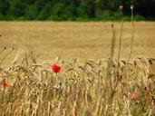 wheat-field-spike-wheat-cornfield-381501.jpg