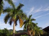 palm-trees-tropical-plant-trees-646614.jpg