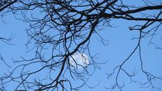 dusk-moon-tree-sky-silhouette-829726.jpg