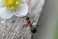 ant-ants-nature-insect-macro-954015.jpg