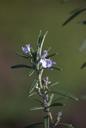 flower-rosemary-spring-301605.jpg