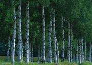 the-famous-big-sequoia-trees-are-standing.jpg