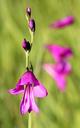 marsh-gladiolus-blossom-bloom-283006.jpg