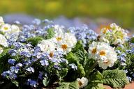 primrose-forget-flower-flower-bed-1489872.jpg