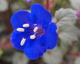 desert-bluebell-flower-bloom-blue-1255637.jpg