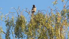 raven-bird-birch-tree-429725.jpg