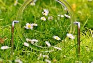 mirror-meadow-daisy-mirror-image-1499087.jpg