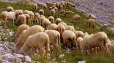 flock-sheep-browse-grass-mountain-1583652.jpg